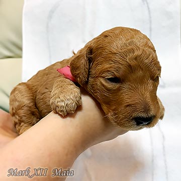 �X�^���v�[�e��